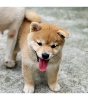 Shiba 04