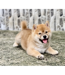 Shiba 031