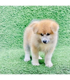 ANH CHÀNG AKITA 2 TUỔI