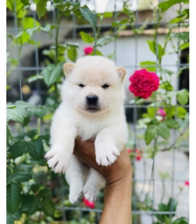Shiba 02