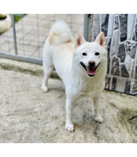 Shiba 31