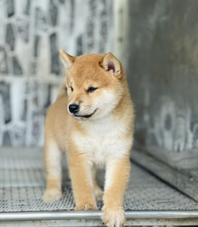 Shiba 17