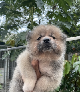 Đàn Akita 42 ngày tuổi