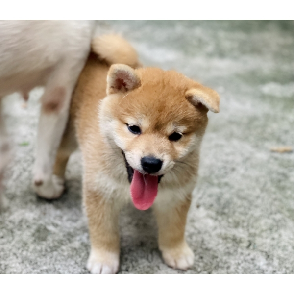 Shiba 04