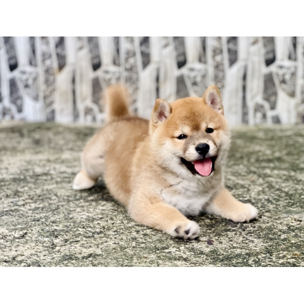 Shiba 031
