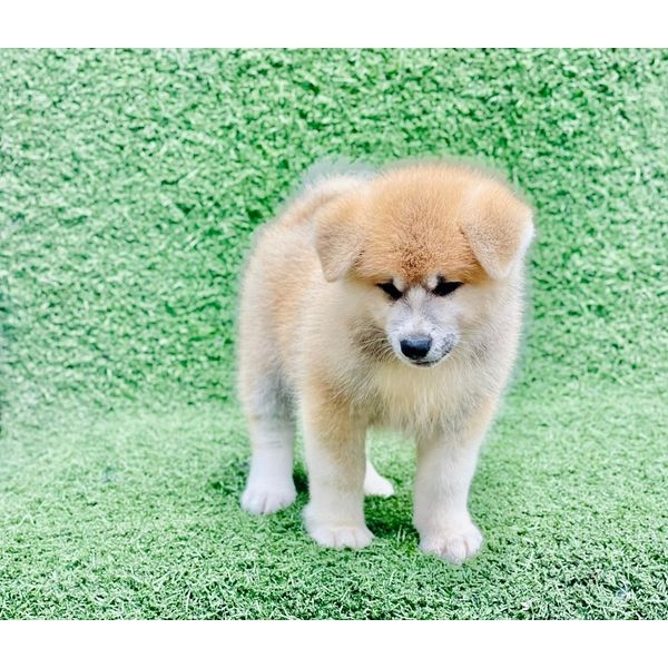 ANH CHÀNG AKITA 2 TUỔI