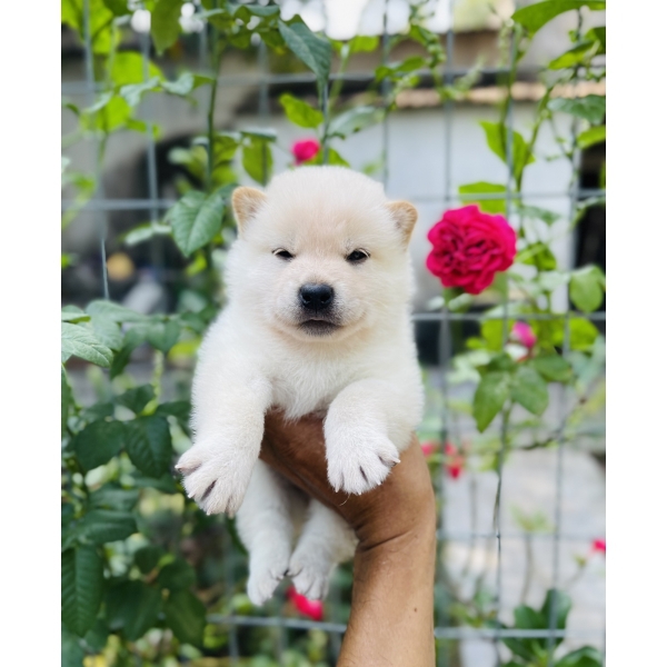 Shiba 02