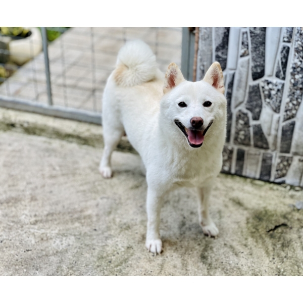 Shiba 31