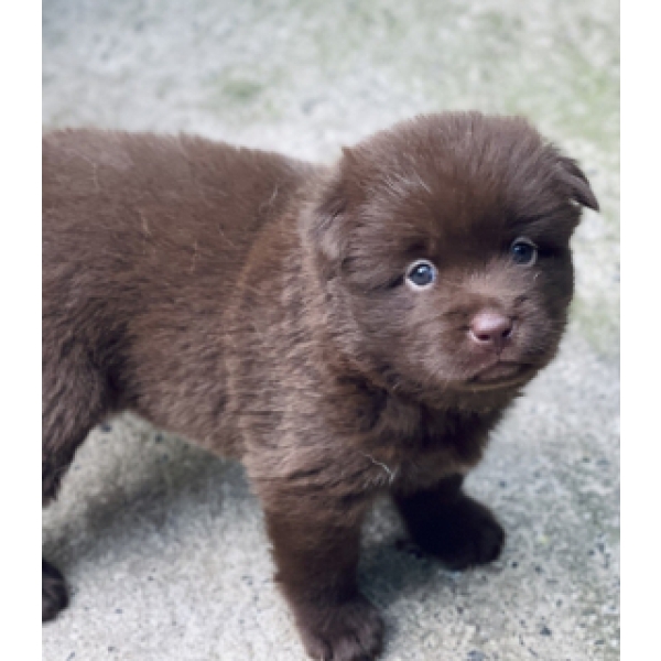 Shiba 01