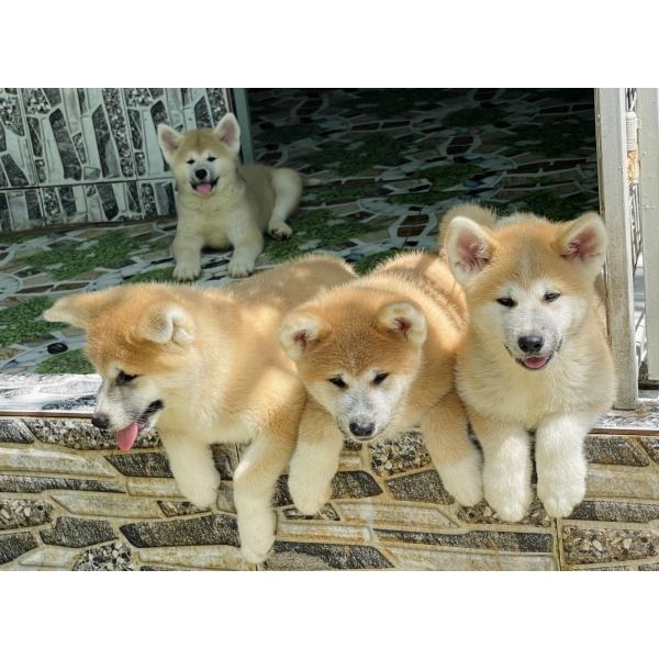 Akita.04