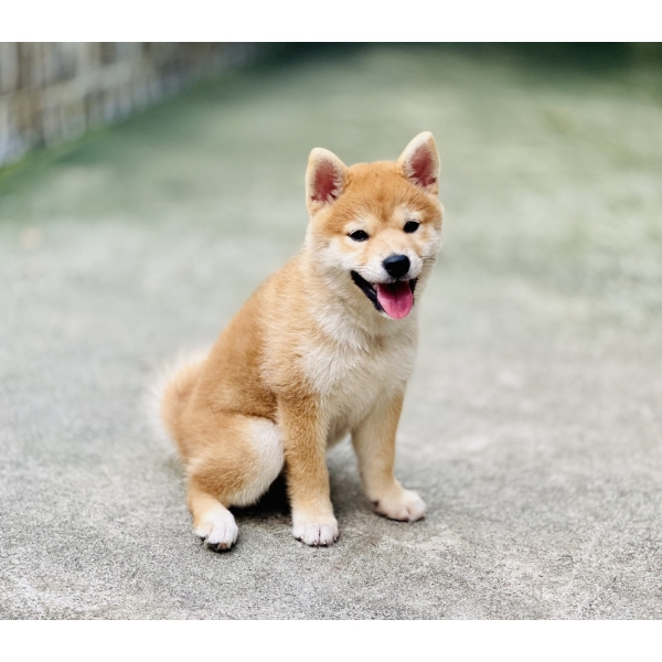 Shiba 02