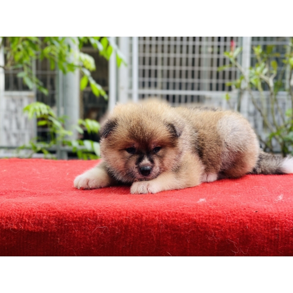 AKITA NGÀY 16-9-2022