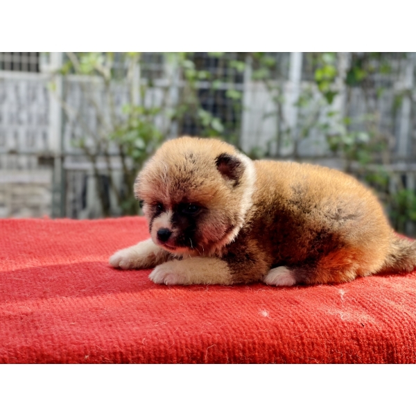 AKITA NGÀY 16-9-2022