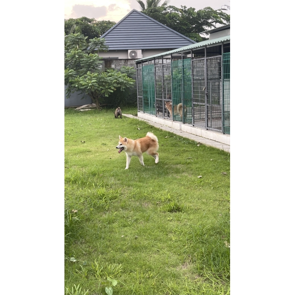 Shiba 17