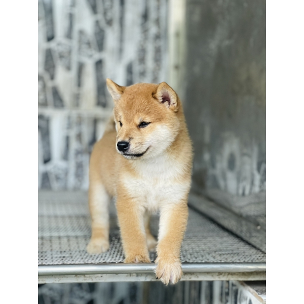 Shiba 17
