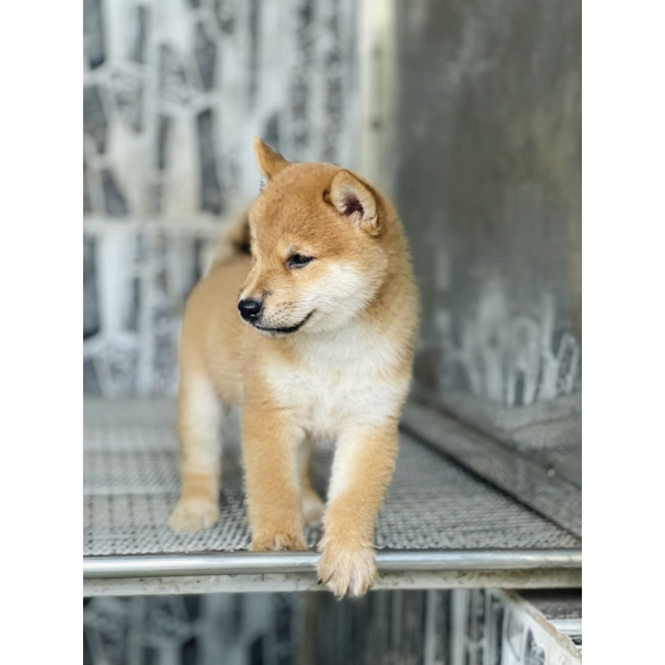 Shiba 17