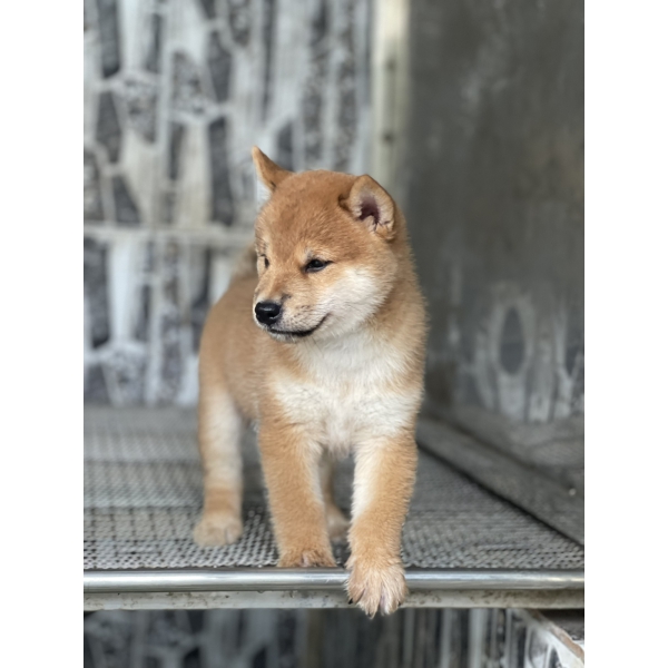 Shiba 17