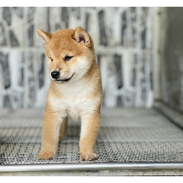 Shiba 17