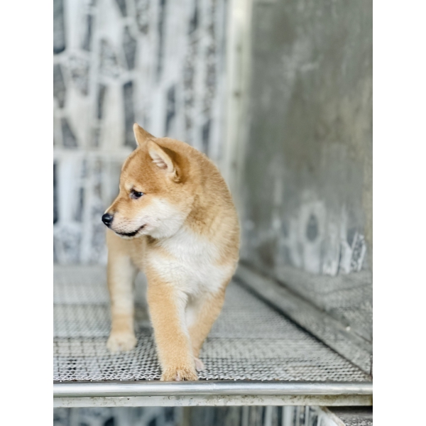 Shiba 17