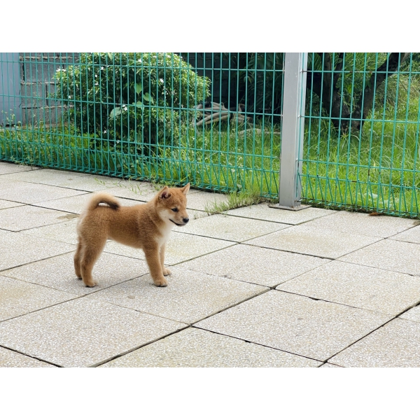 Shiba 17