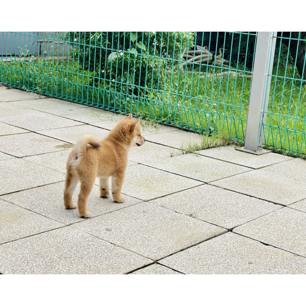 Shiba 17