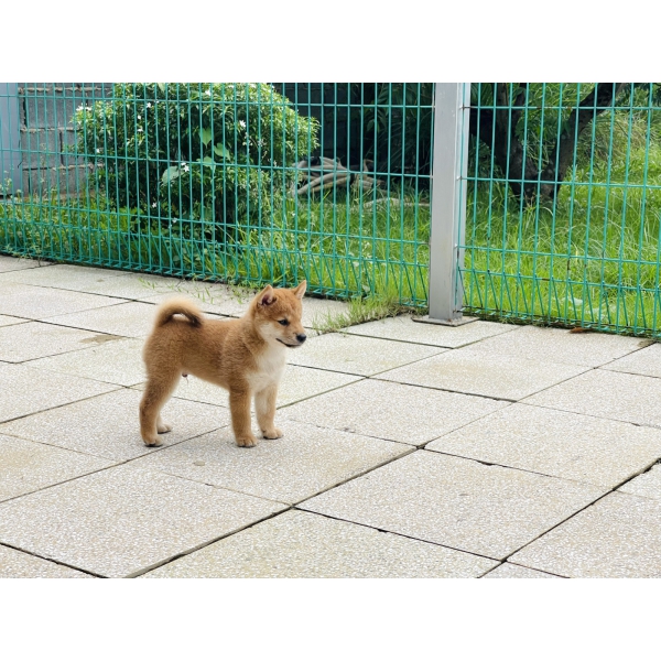 Shiba 17