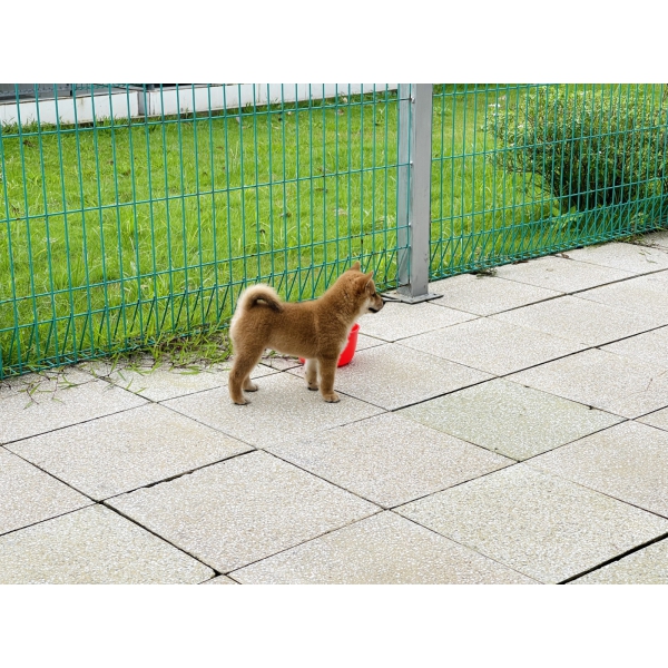 Shiba 17