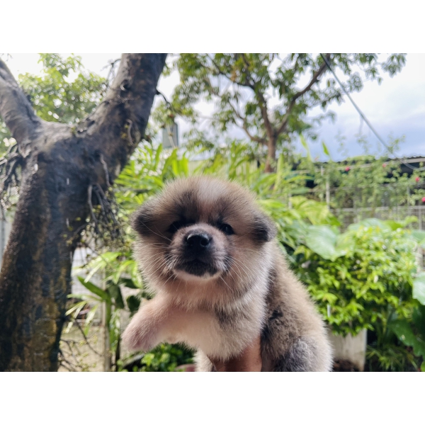 Đàn Akita 42 ngày tuổi