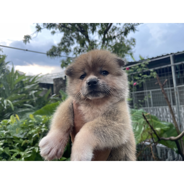 Đàn Akita 42 ngày tuổi