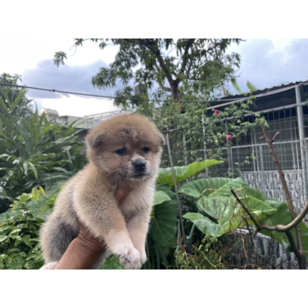Đàn Akita 42 ngày tuổi