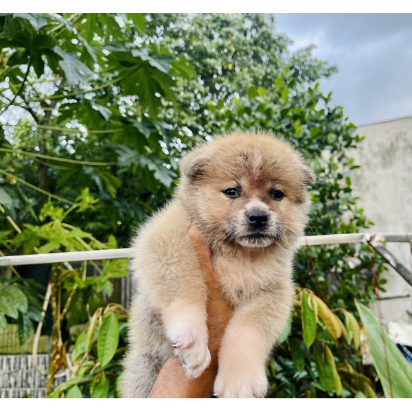 Đàn Akita 42 ngày tuổi