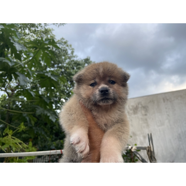 Đàn Akita 42 ngày tuổi
