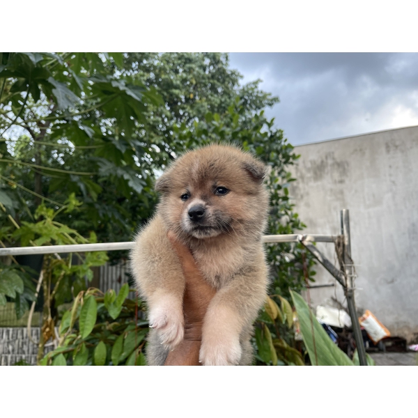Đàn Akita 42 ngày tuổi