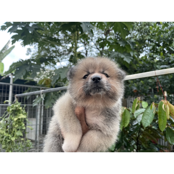 Đàn Akita 42 ngày tuổi