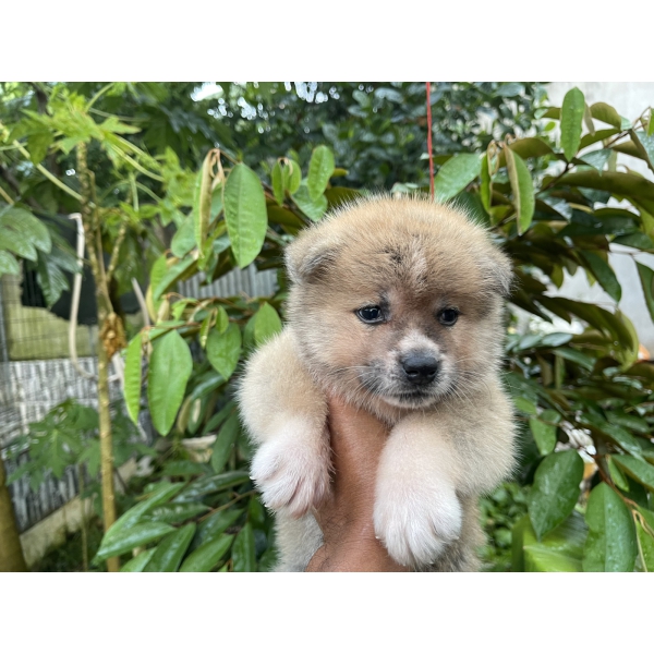 Đàn Akita 42 ngày tuổi