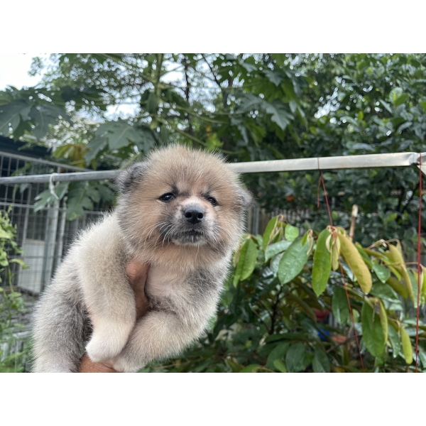 Đàn Akita 42 ngày tuổi