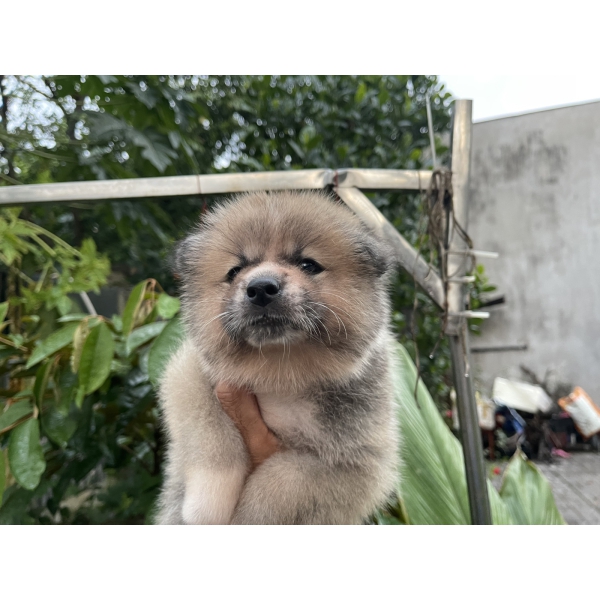 Đàn Akita 42 ngày tuổi