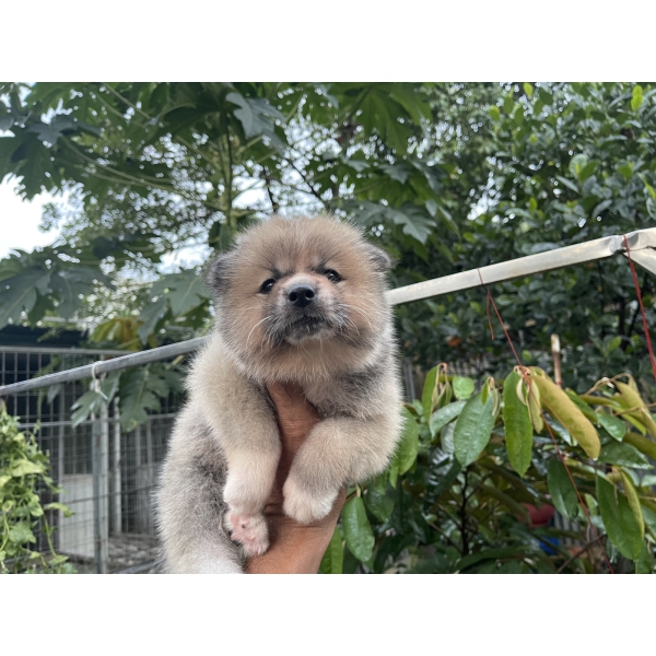 Đàn Akita 42 ngày tuổi