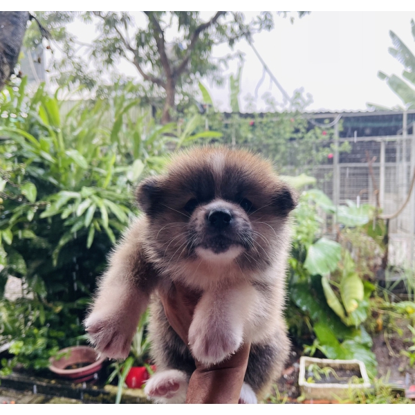 Đàn Akita 42 ngày tuổi